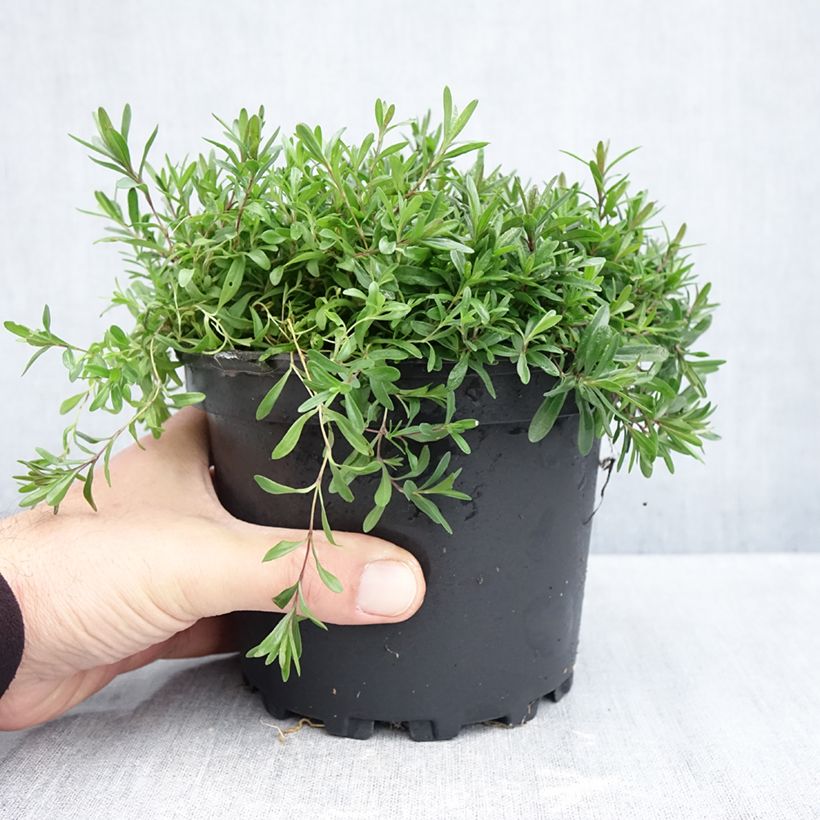 Exemplar von Heide-Nelke Flashing Light - Dianthus deltoides Topf mit 2L/3L wie im Herbst geliefert