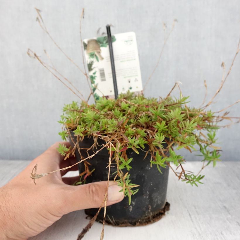 Example of Heide-Nelke - Dianthus deltoides Topf mit 1,5L/2L as you get in ete