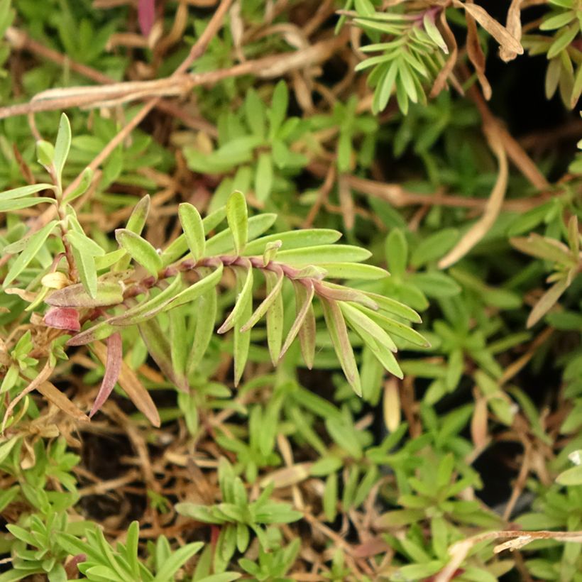 Heide-Nelke - Dianthus deltoides (Foliage)