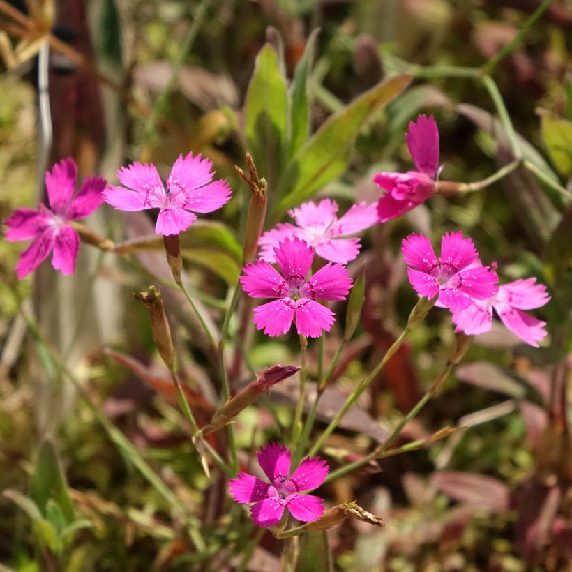 Heide-Nelke - Dianthus deltoides (Flowering)