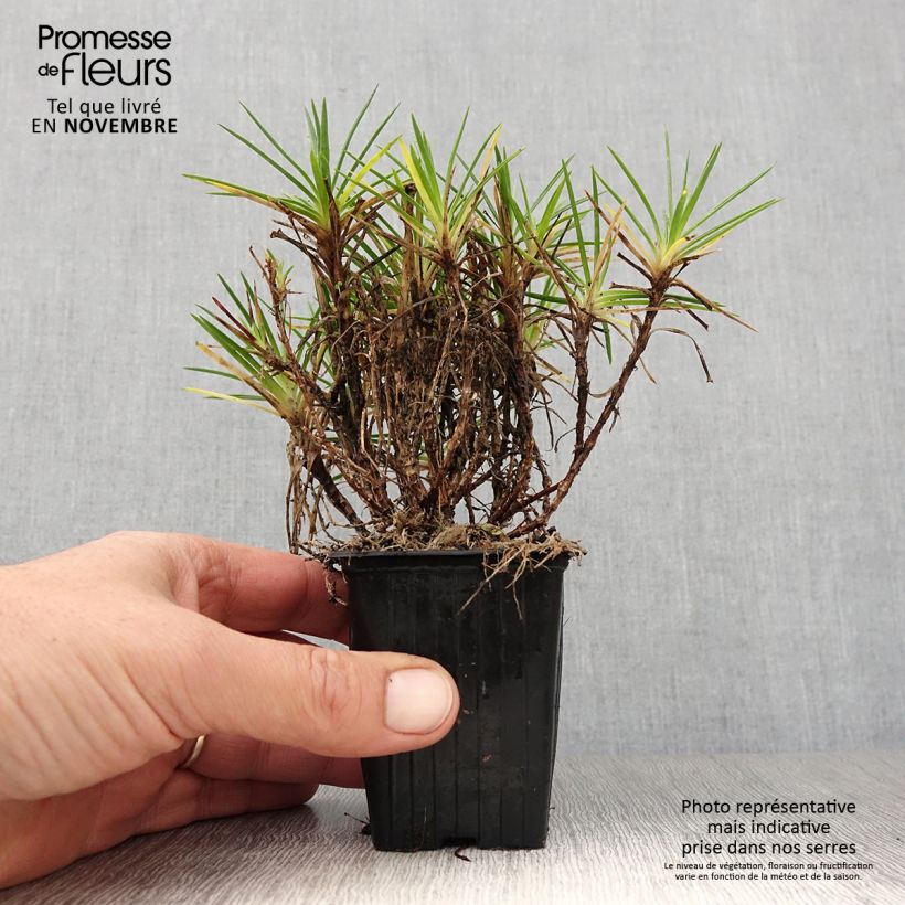 Example of Garten-Nelke Evening Star - Dianthus Kleine Töpfe von 7/8 cm as you get in automne