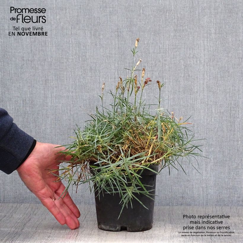 Example of Pfingst-Nelke Badenia - Dianthus gratianopolitanus Topf mit 2L/3L as you get in automne