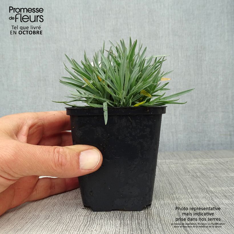 Example of Pfingst-Nelke Bombardier - Dianthus gratianopolitanus Kleine Töpfe von 8/9 cm as you get in automne