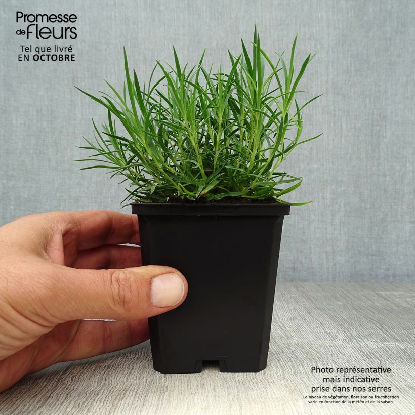 Example of Pfingst-Nelke Eydangeri - Dianthus gratianopolitanus Kleine Töpfe von 8/9 cm as you get in automne