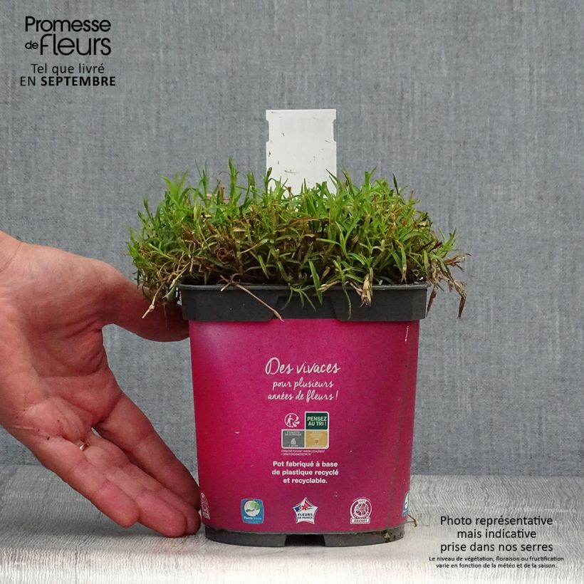 Example of Pfingst-Nelke Kahori - Dianthus gratianopolitanus Topf mit 2L/3L as you get in automne