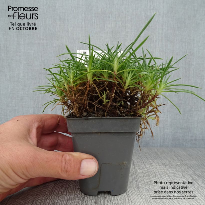 Example of Pfingst-Nelke Whatfield Gem - Dianthus gratianopolitanus Kleine Töpfe von 8/9 cm as you get in automne