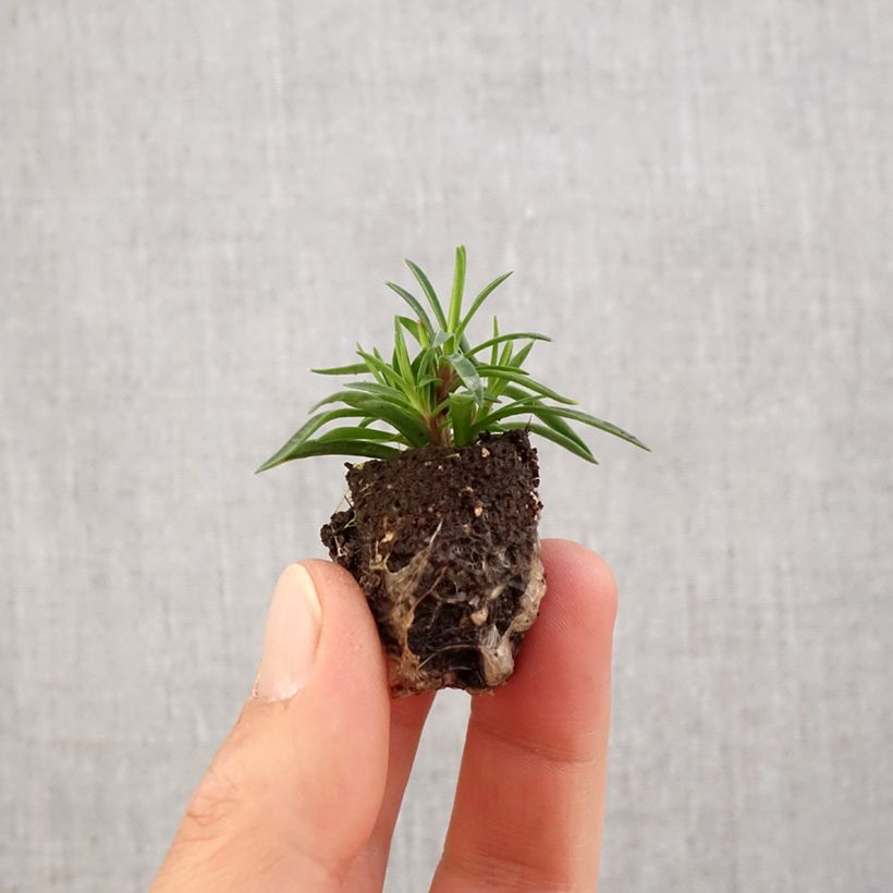Example of Feder-Nelke Merci Fleuri - Dianthus plumarius Mini-Plug Ø 1,5/2,5 cm as you get in printemps