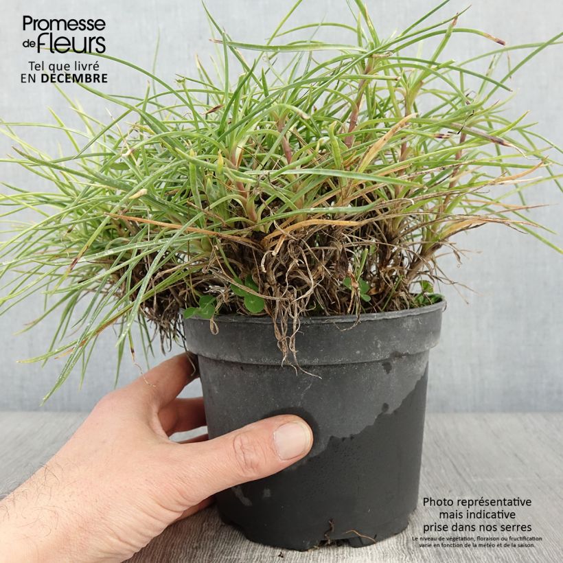 Example of Feder-Nelke Cranmere Pool - Dianthus plumarius Topf mit 2L/3L as you get in automne