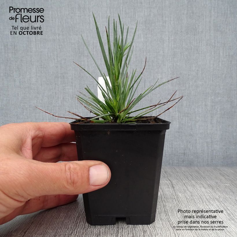 Example of Feder-Nelke David - Dianthus plumarius Kleine Töpfe von 8/9 cm as you get in automne