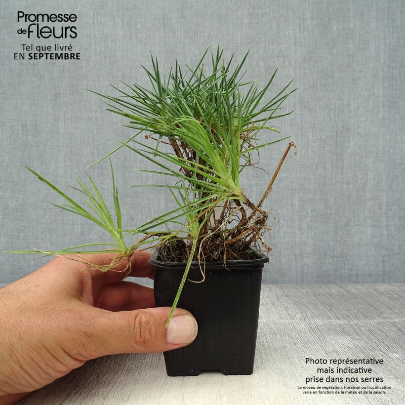 Example of Feder-Nelke Desmond - Dianthus plumarius Kleine Töpfe von 8/9 cm as you get in automne