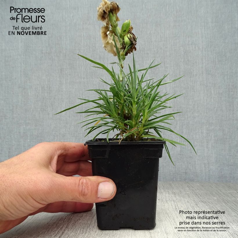 Example of Feder-Nelke Devon Dove - Dianthus plumarius Kleine Töpfe von 7/8 cm as you get in automne