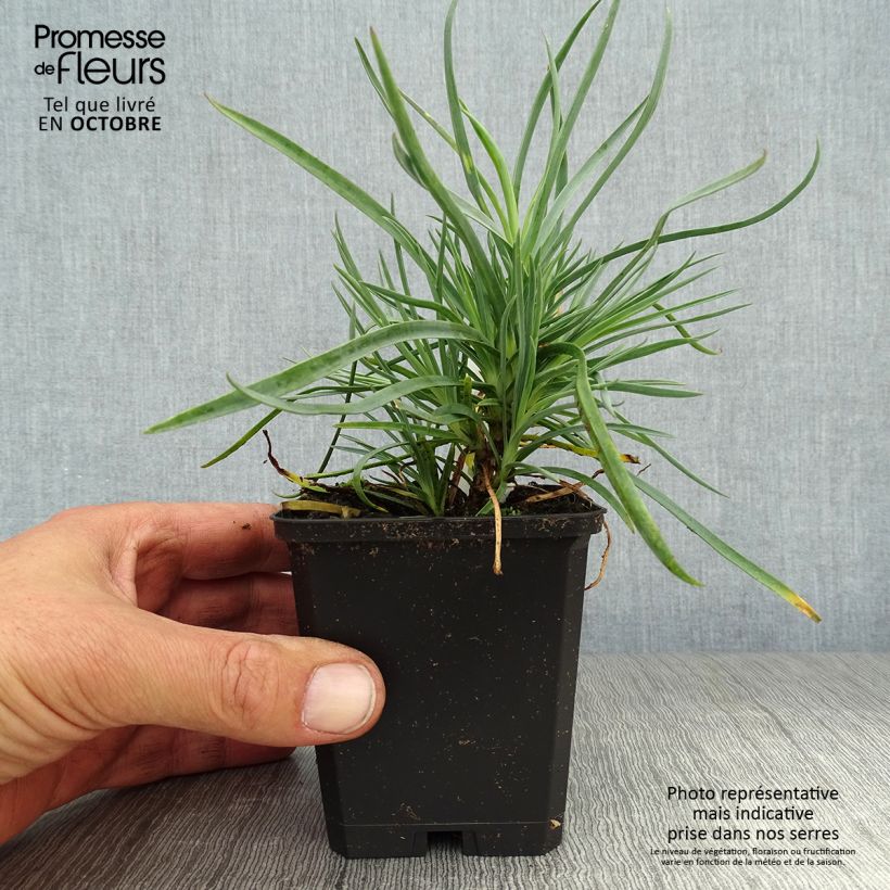 Example of Feder-Nelke Haytor White - Dianthus plumarius Kleine Töpfe von 8/9 cm as you get in automne