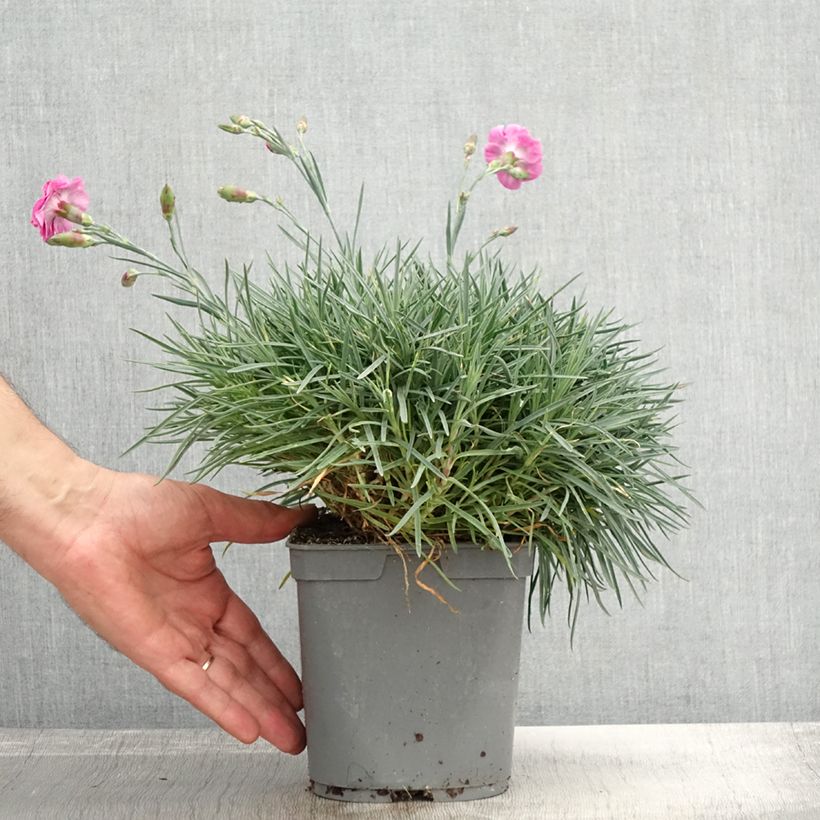 Example of Feder-Nelke Moulin Rouge - Dianthus plumarius Topf mit 2L/3L as you get in automne