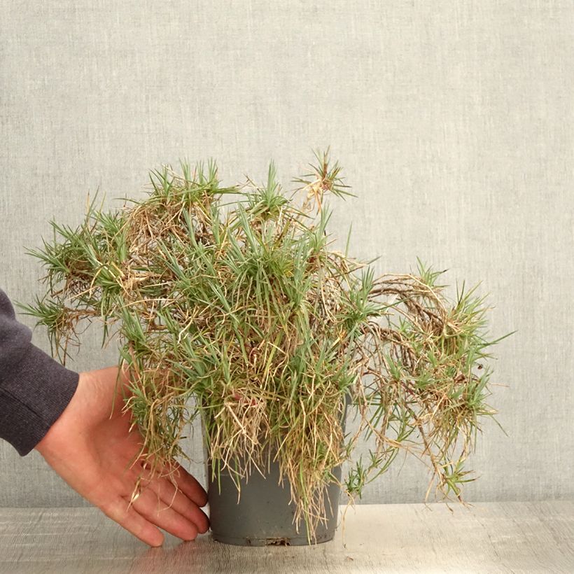 Exemplar von Feder-Nelke Moulin Rouge - Dianthus plumarius Topf mit 2L/3L wie im Frühjahr geliefert