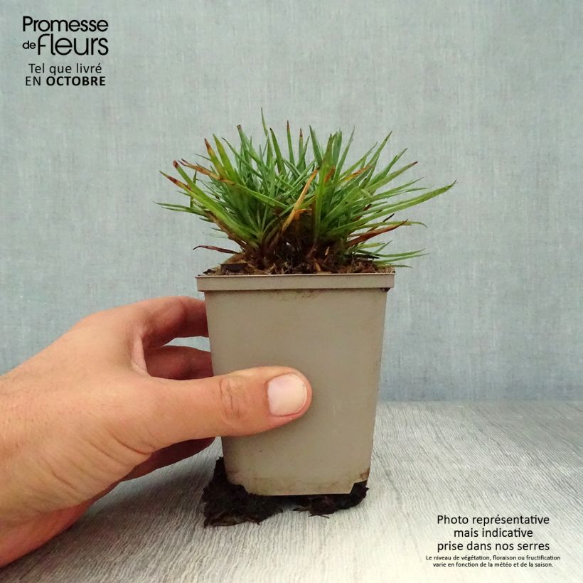 Example of Feder-Nelke Munot - Dianthus plumarius Kleine Töpfe von 8/9 cm as you get in automne