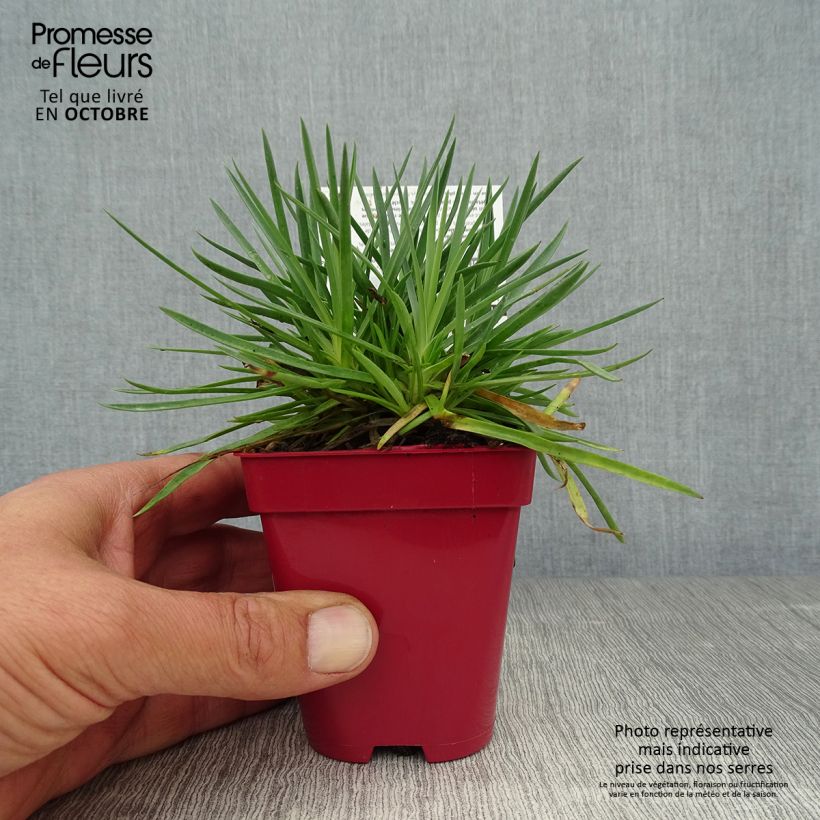 Example of Feder-Nelke Passion Hot Red - Dianthus plumarius Kleine Töpfe von 8/9 cm as you get in automne