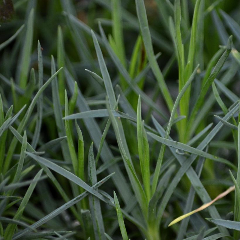 Feder-Nelke Pike s Pink - Dianthus plumarius (Foliage)