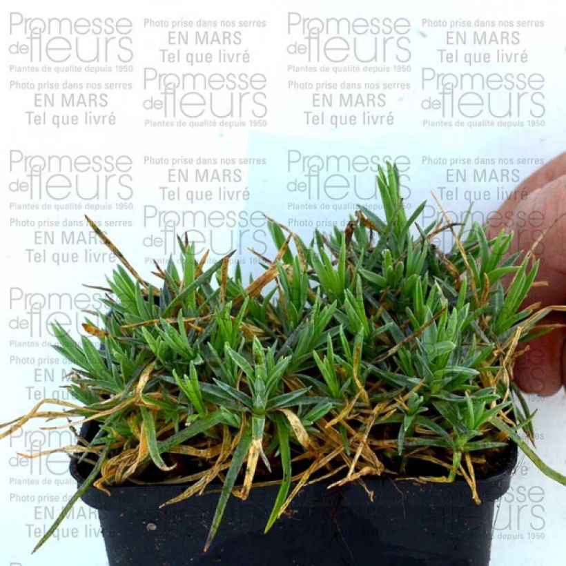 Example of Feder-Nelke Pike s Pink - Dianthus plumarius Kleine Töpfe von 8/9 cm as you get