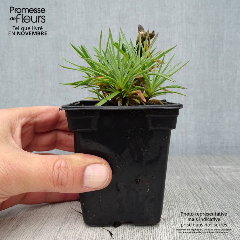 Example of Feder-Nelke Scent First Coconut Sundae - Dianthus plumarius Kleine Töpfe von 7/8 cm as you get in automne