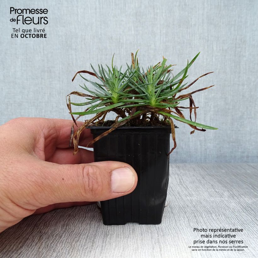 Example of Feder-Nelke Scent First Iced Gem - Dianthus plumarius Kleine Töpfe von 7/8 cm as you get in automne