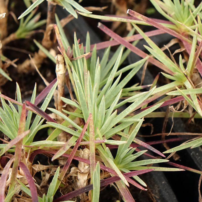 Feder-Nelke Scent First Iced Gem - Dianthus plumarius (Foliage)