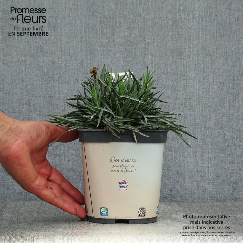 Example of Feder-Nelke Scent First Memories - Dianthus plumarius Topf mit 2L/3L as you get in automne