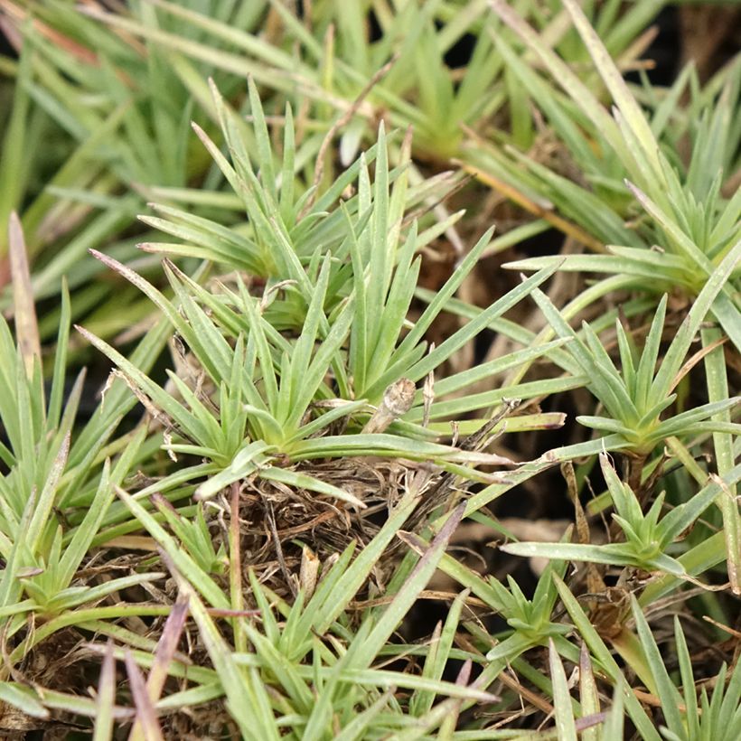 Feder-Nelke Scent First Raspberry Sundae - Dianthus plumarius (Foliage)
