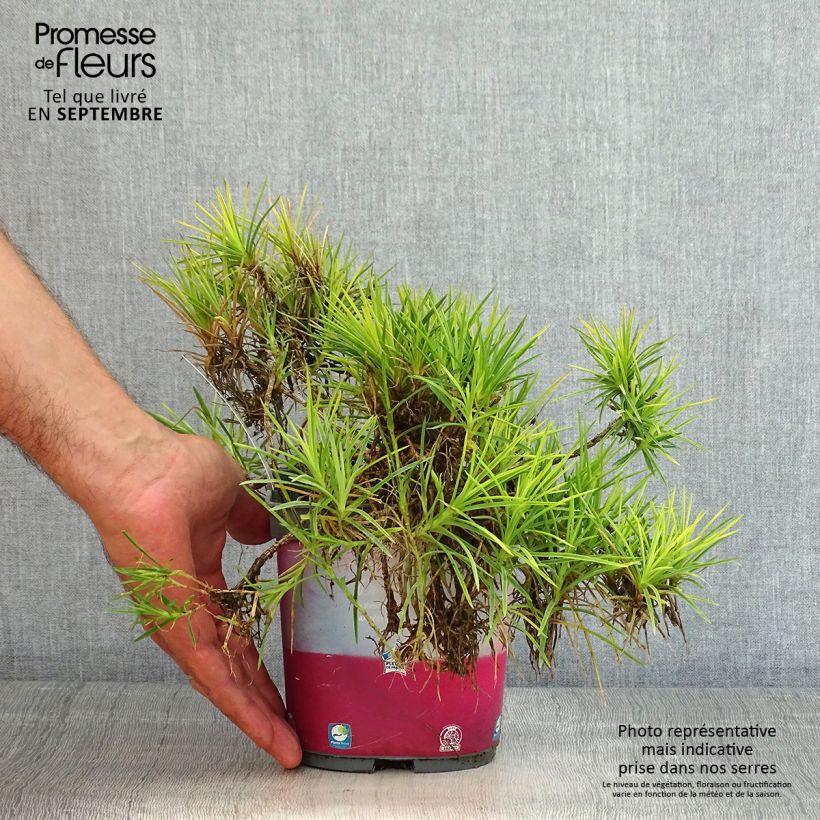 Example of Feder-Nelke Scent First Raspberry Sundae - Dianthus plumarius Topf mit 2L/3L as you get in ete