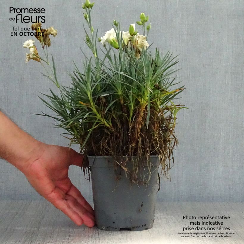 Example of Feder-Nelke Scent First Romance - Dianthus plumarius Topf mit 2L/3L as you get in automne