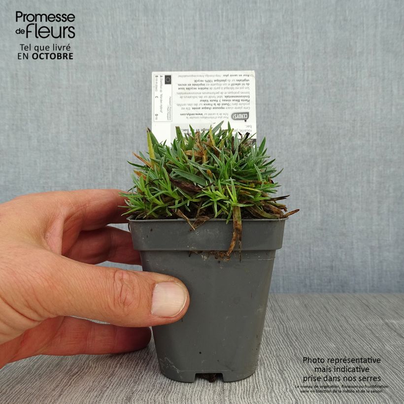 Example of Feder-Nelke Warden Hybrid - Dianthus plumarius Kleine Töpfe von 8/9 cm as you get in automne