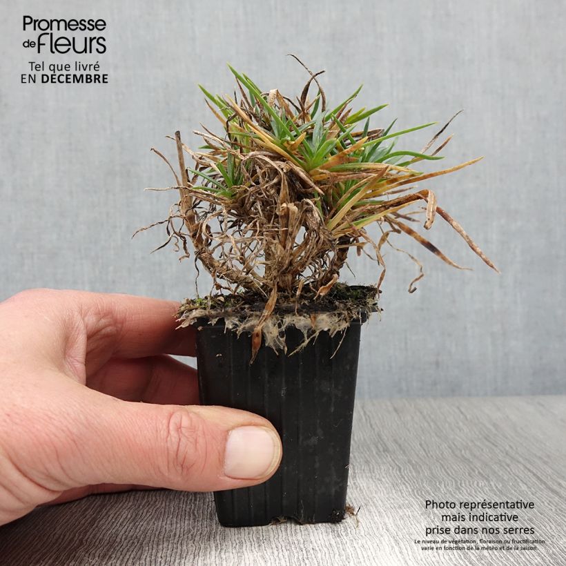 Example of Feder-Nelke Scent First Coral Reef - Dianthus plumarius Kleine Töpfe von 7/8 cm as you get in automne