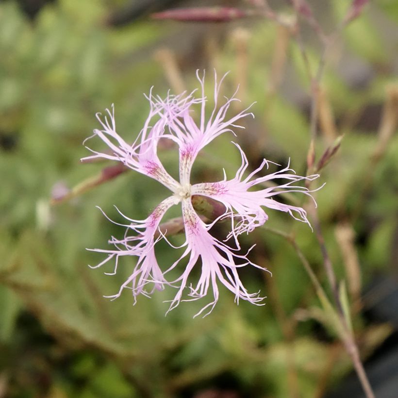 Pracht-Nelke - Dianthus superbus (Flowering)