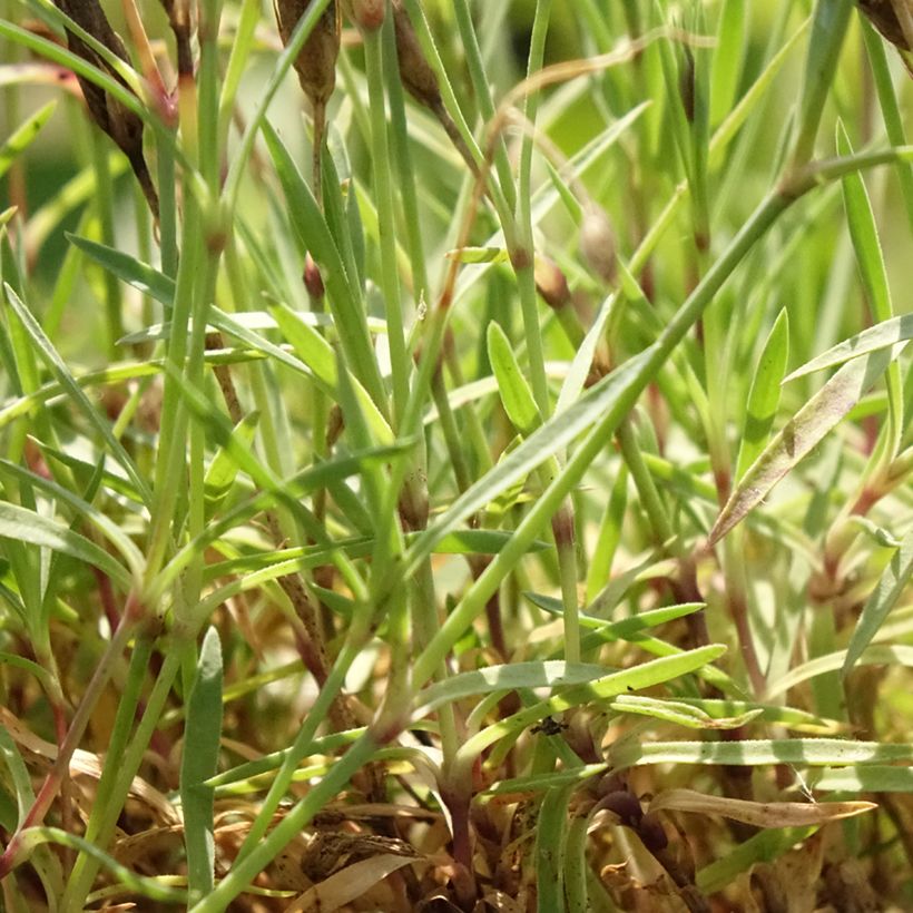 Garten-Nelke Vivid Bright Light - Dianthus (Foliage)