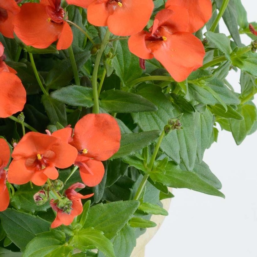 Diascia Breeze Plus Orange - Lachsblume (Foliage)