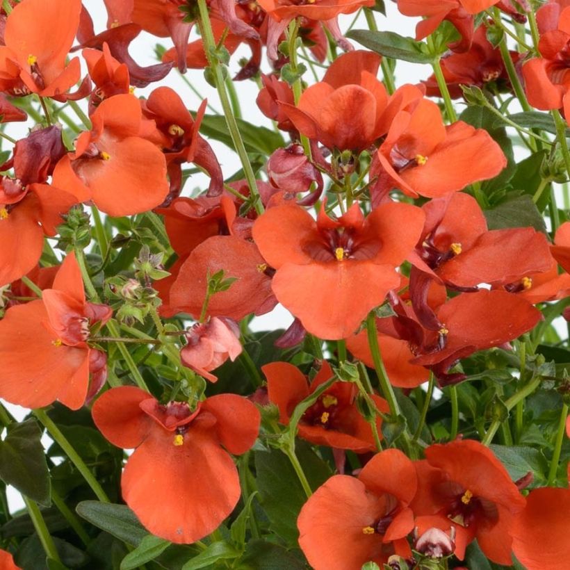 Diascia Breeze Plus Orange - Lachsblume (Flowering)