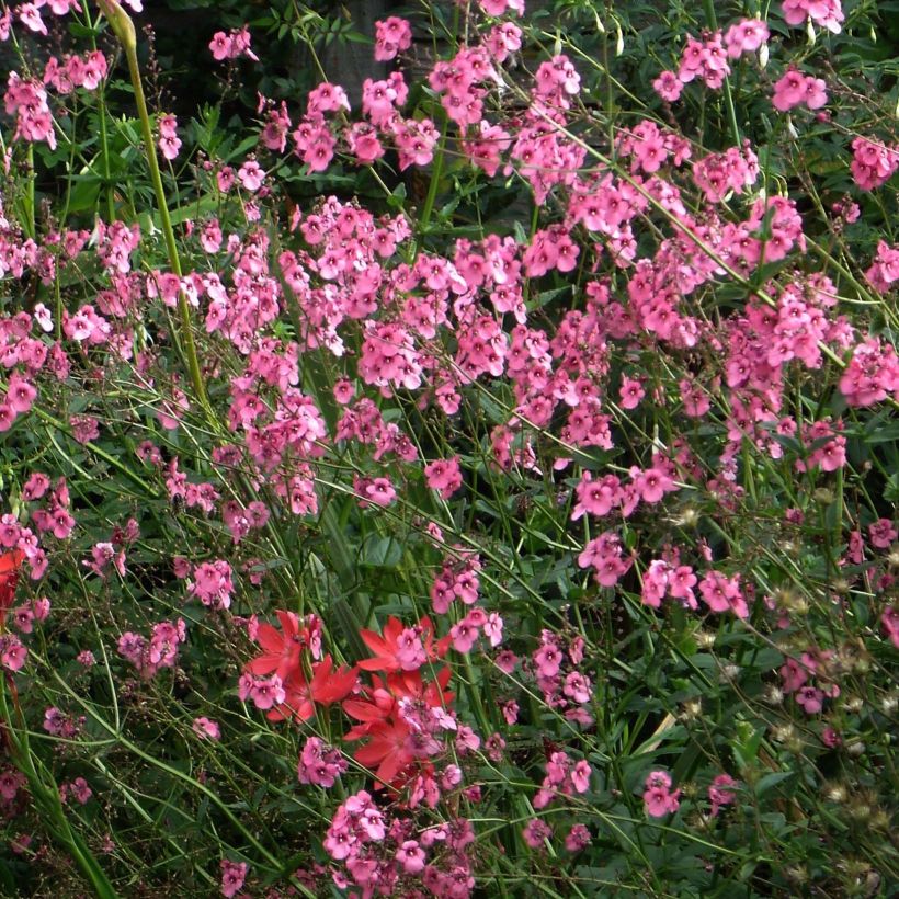 Diascia personata - Lachsblume (Flowering)