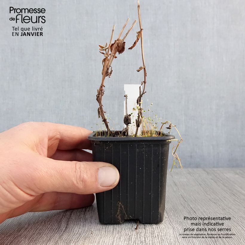 Exemplar von Diascia personata - Lachsblume Kleine Töpfe von 8/9 cm wie im Winter geliefert