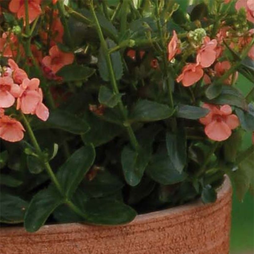 Diascia Sundascia Up Peach - Lachsblume (Foliage)