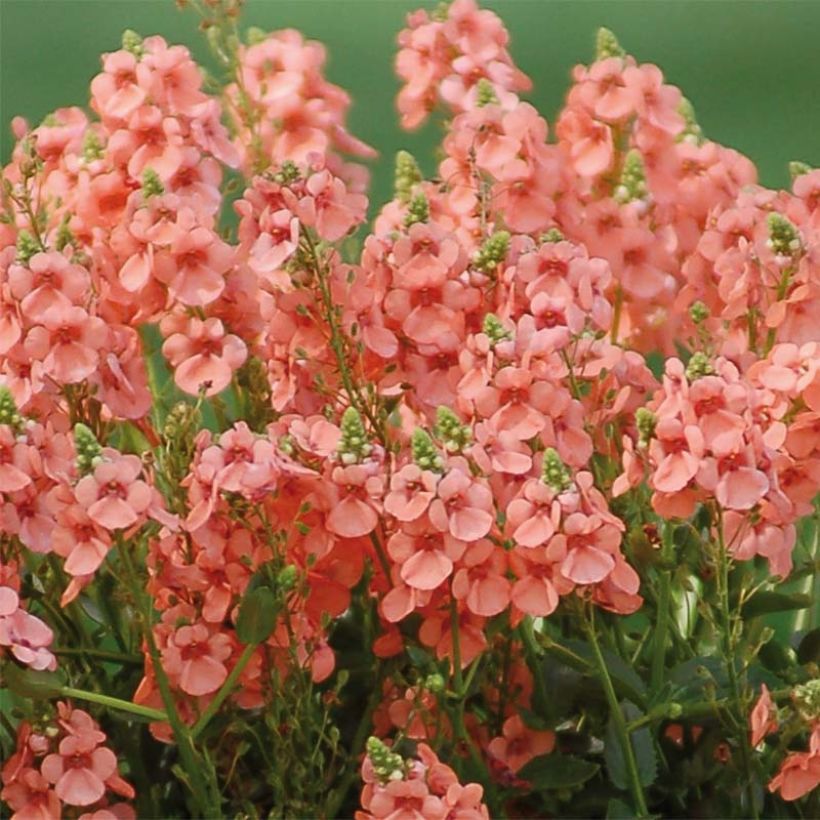 Diascia Sundascia Up Peach - Lachsblume (Flowering)