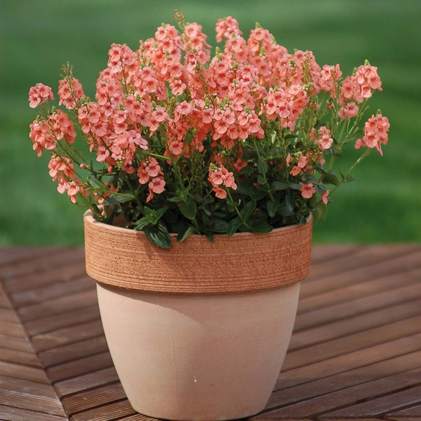Diascia Sundascia Up Peach - Lachsblume (Plant habit)