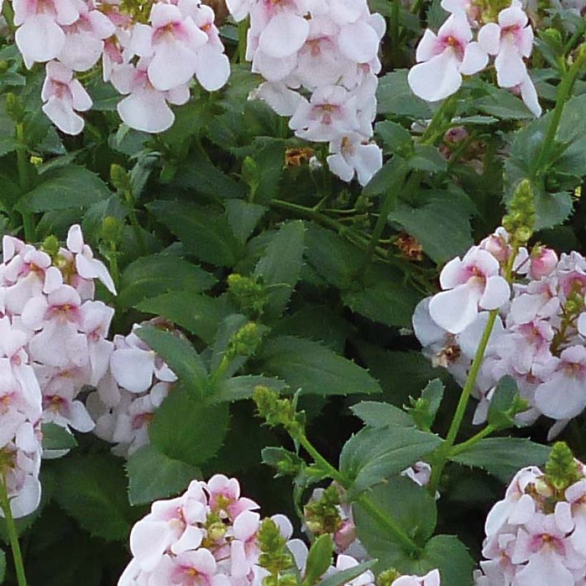 Diascia Sundascia Up Sakura Pink - Lachsblume (Foliage)