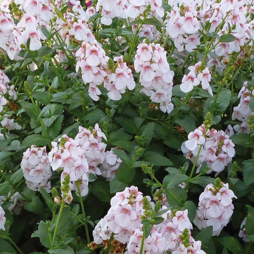 Diascia Sundascia Up Sakura Pink - Lachsblume (Flowering)