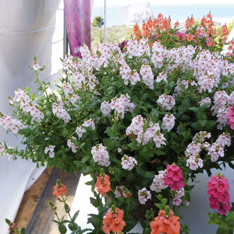 Diascia Sundascia Up Sakura Pink - Lachsblume (Plant habit)