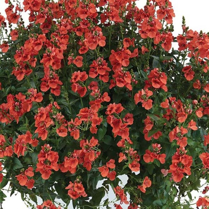 Diascia Trinity Sunset - Lachsblume (Flowering)