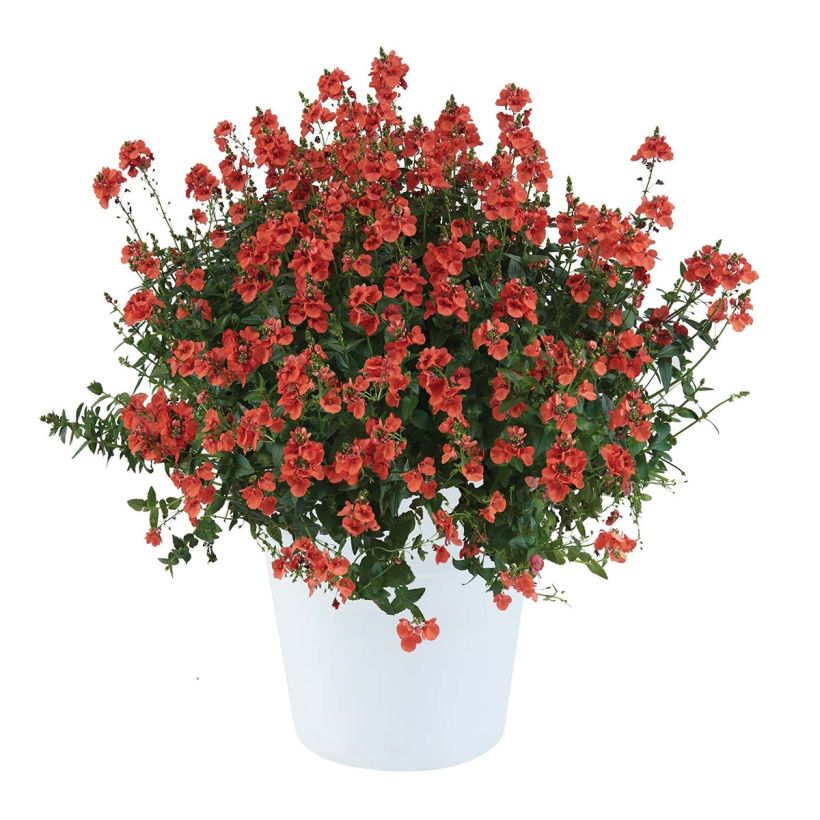 Diascia Trinity Sunset - Lachsblume (Plant habit)