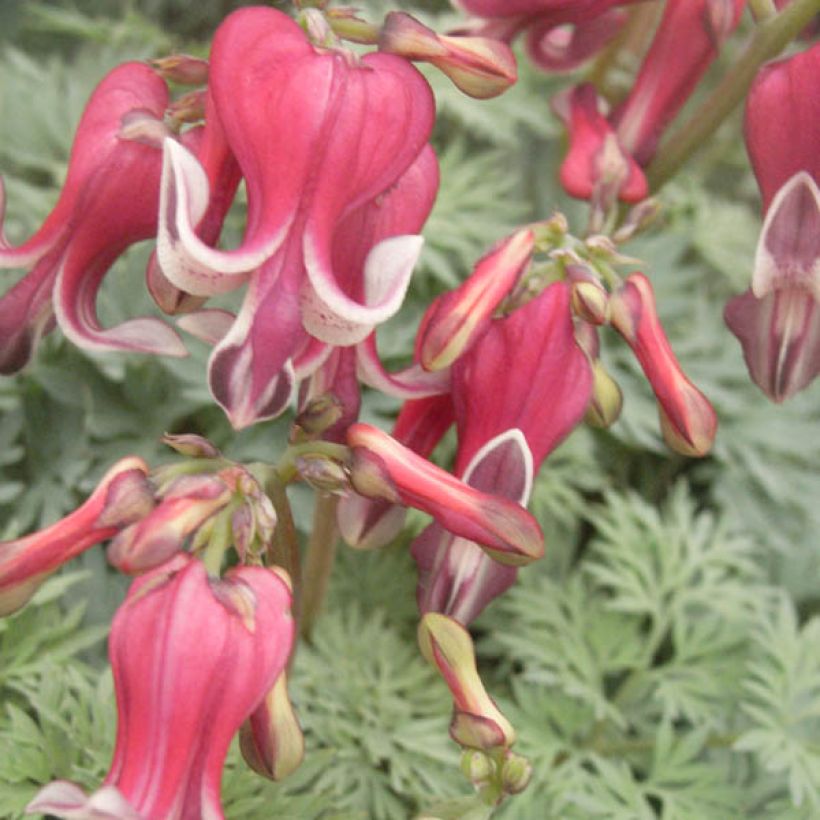 Dicentra King of Hearts - Herzblume (Flowering)