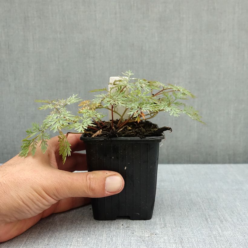 Exemplar von Dicentra Pink Diamonds - Herzblume Kleine Töpfe von 8/9 cm wie im Herbst geliefert
