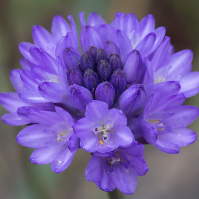 Dichelostemma congestum - Feuerwerksblume (Flowering)