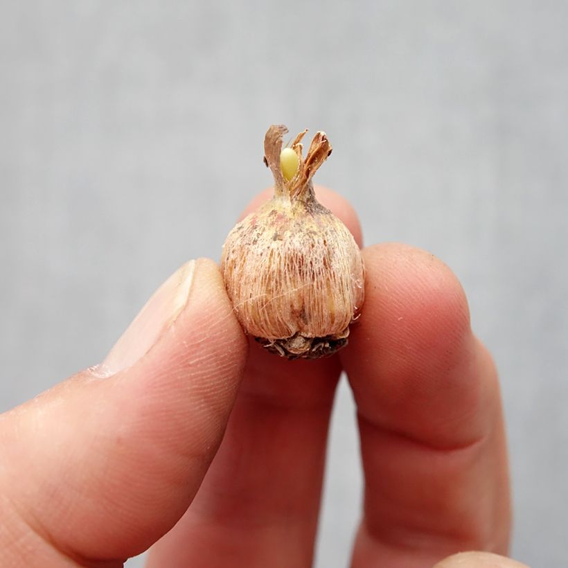 Example of Dichelostemma Pink Diamond - Feuerwerksblume Zwiebel size 5+ as you get in printemps