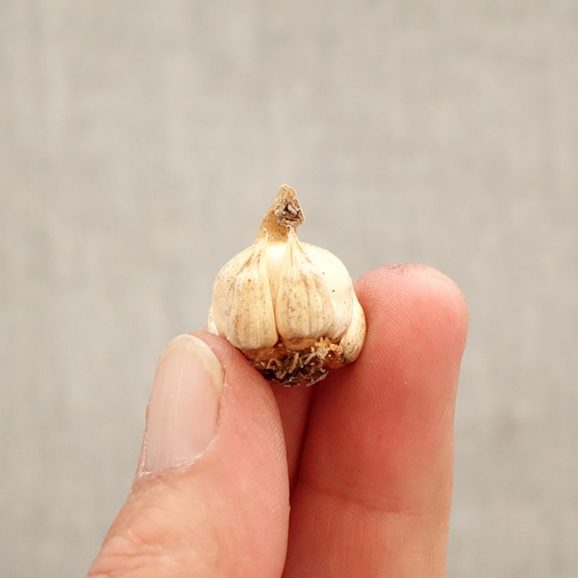 Exemplar von Dichelostemma ida-maia - Feuerwerksblume Zwiebel Kaliber/Größe 5+ wie im Frühjahr geliefert